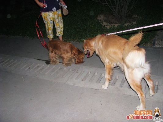 赤峰可卡寵物店地址電話號碼-第1張圖片