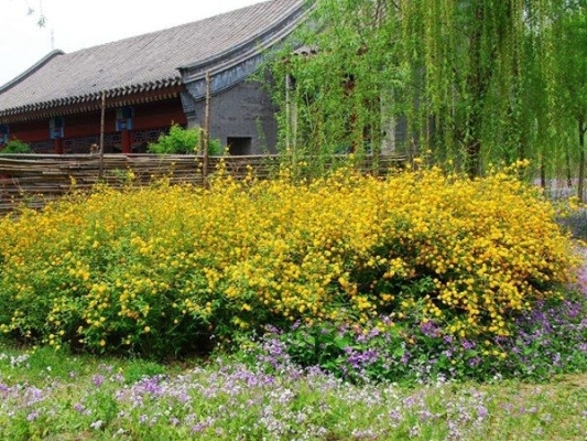 赤峰黃刺梅批發(fā)電話(huà)地址查詢(xún)-第1張圖片