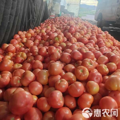 赤峰番茄品種-第1張圖片