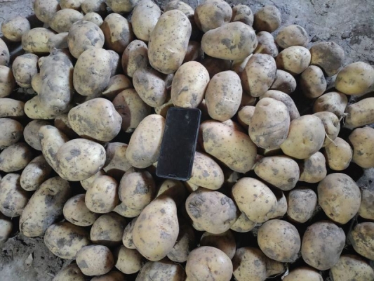 赤峰市土豆種植戶電話號(hào)碼-第1張圖片