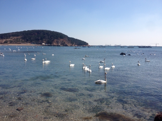 赤峰天鵝湖旅游度假區(qū)電話號碼-第1張圖片