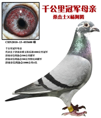 赤峰信鴿拍賣網(wǎng)電話號(hào)碼查詢-第1張圖片