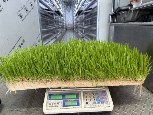 赤峰市水培牧草廠家電話號碼-第1張圖片