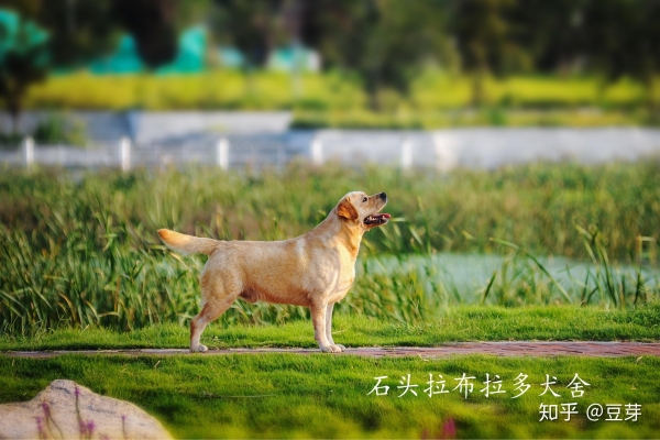 赤峰寵物代養(yǎng)中心電話號(hào)碼多少-第1張圖片