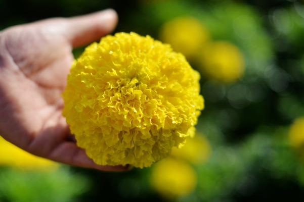 赤峰南洼花卉市場電話地址查詢-第1張圖片