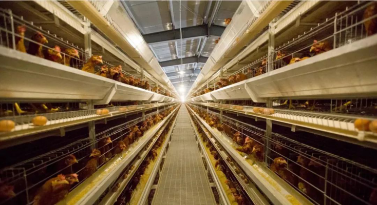 赤峰驢馬養(yǎng)殖場地址電話號碼-第1張圖片