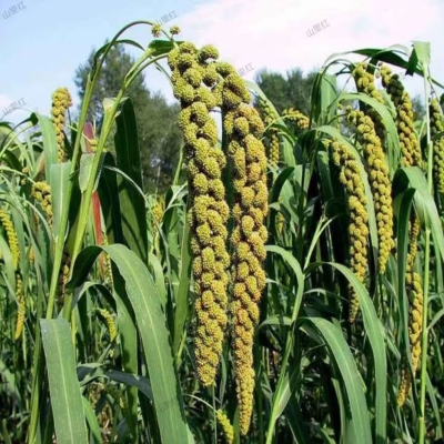 赤峰東方愛寶超市電話地址查詢-第1張圖片