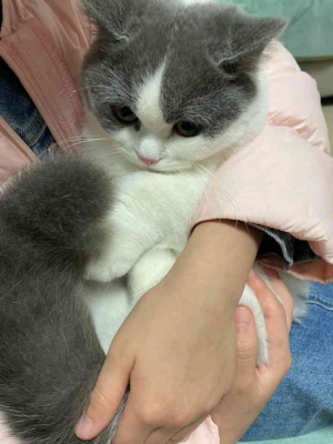 赤峰市林東寵物醫(yī)院電話號碼-第1張圖片