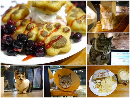 赤峰貓咖館帝豪店電話號碼-第1張圖片