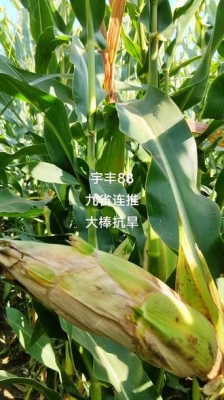 赤峰平莊招鏟車司機電話號碼-第1張圖片