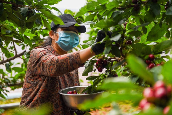 赤峰市寧城采摘園地址電話號(hào)碼-第1張圖片
