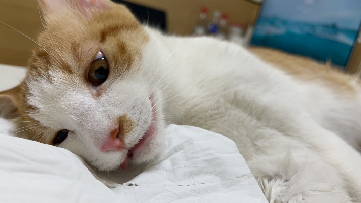 赤峰香格里拉寵物醫(yī)院電話(huà)號(hào)碼-第1張圖片