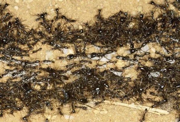 赤峰螞蟻工坊店電話號(hào)碼查詢-第1張圖片