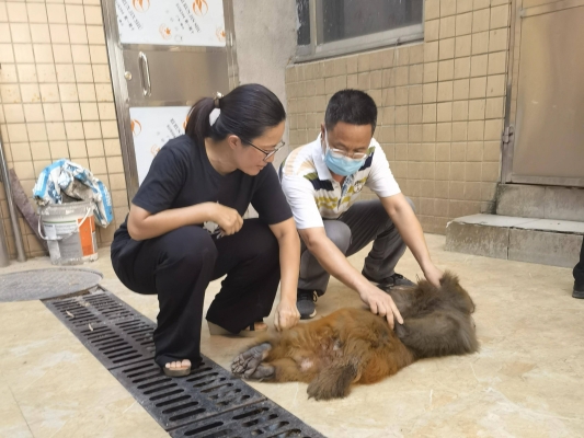 赤峰紅山區(qū)丟狗電話地址查詢-第1張圖片