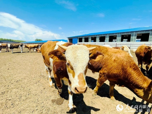 赤峰林西縣春天社區(qū)電話號(hào)碼-第1張圖片