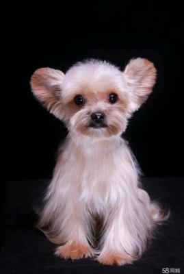 赤峰市區(qū)領(lǐng)養(yǎng)北京狗電話號(hào)碼-第1張圖片