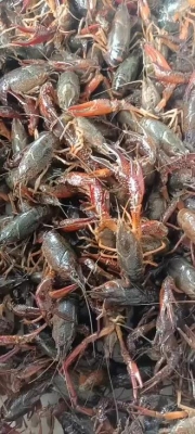 赤峰小龍蝦同城配送電話號(hào)碼-第1張圖片