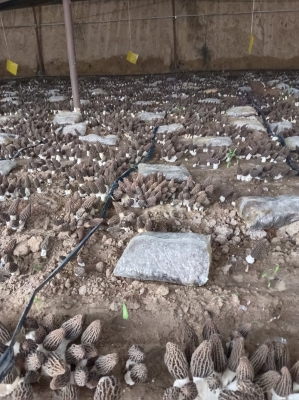 赤峰羊肚菌種植基地電話號(hào)碼-第1張圖片