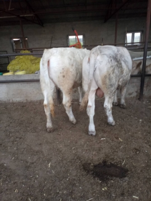 赤峰架子母牛養(yǎng)殖基地電話號(hào)碼-第1張圖片