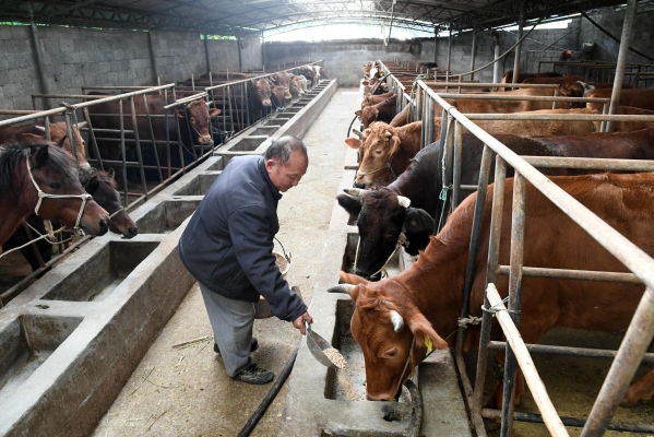 赤峰敖漢養(yǎng)牛合作社電話(huà)是多少-第1張圖片