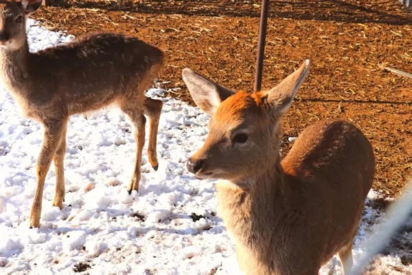 赤峰罕山鹿肉館電話號碼查詢-第1張圖片