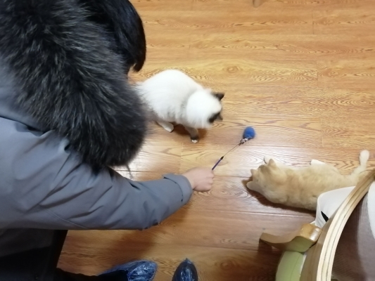 赤峰嘻哈貓舍電話多少號-第1張圖片