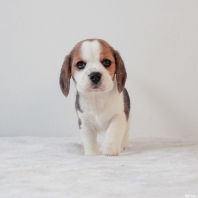 赤峰市柴犬出售信息電話(huà)號(hào)碼-第1張圖片