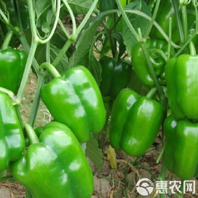 赤峰市大棚貸款電話號(hào)碼查詢-第1張圖片