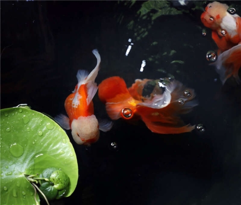 赤峰金魚博物館電話號碼是多少-第1張圖片