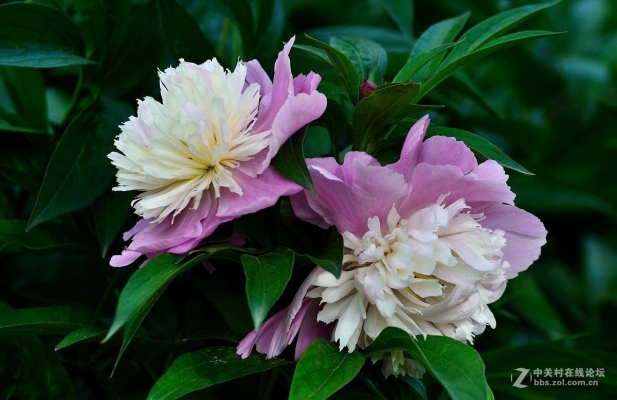 赤峰藝涵花卉店電話多少號-第1張圖片