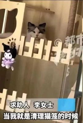 赤峰貓咪配對公司電話是多少號-第1張圖片