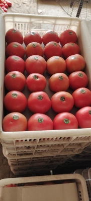 赤峰收購辣菜地點(diǎn)電話是多少號(hào)-第1張圖片