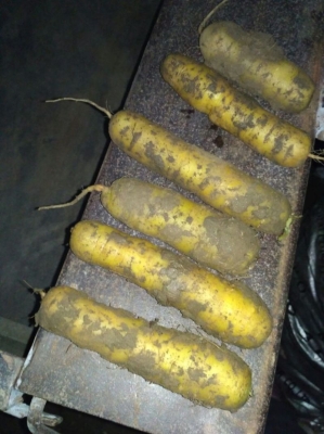 赤峰黃胡蘿卜批發(fā)電話地址-第1張圖片