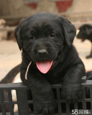 赤峰寵物代養(yǎng)中心電話多少號(hào)-第1張圖片