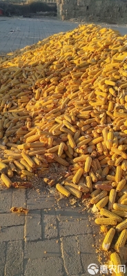 赤峰即食黃玉米批發(fā)電話號(hào)碼-第1張圖片