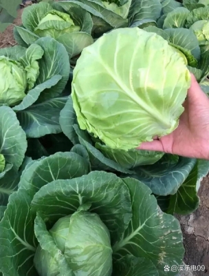 哪里收購大頭菜-第1張圖片