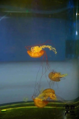 赤峰市觀賞魚店電話號(hào)碼-第1張圖片