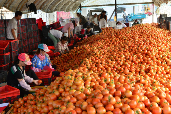 赤峰肉鴨養(yǎng)殖廠電話地址查詢-第1張圖片