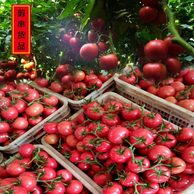 赤峰制作冷棚的廠家電話號碼-第1張圖片