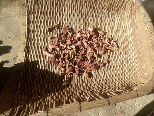 赤峰哪里產(chǎn)紅蘑-第1張圖片