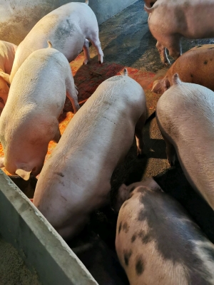 赤峰生豬屠宰場聯(lián)系電話號碼-第1張圖片