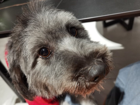 赤峰市孵化寵物醫(yī)院電話號碼-第1張圖片