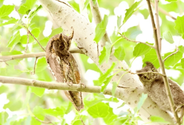 赤峰動(dòng)物實(shí)驗(yàn)臺(tái)電話號(hào)碼查詢-第1張圖片