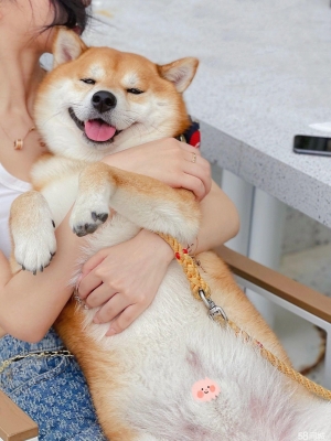 赤峰市柴犬出售電話地址查詢-第1張圖片