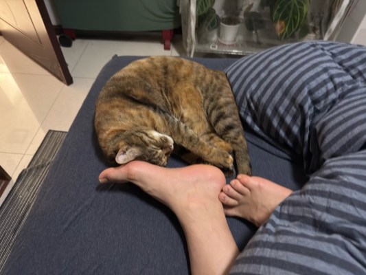 赤峰紅山區(qū)懶貓超市電話號(hào)碼-第1張圖片