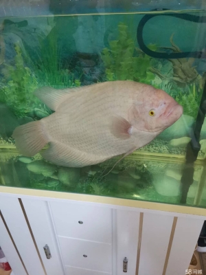 赤峰同城賣魚電話多少號碼-第1張圖片