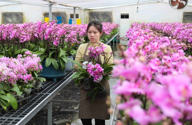 赤峰蝴蝶蘭銷售店電話號碼-第1張圖片