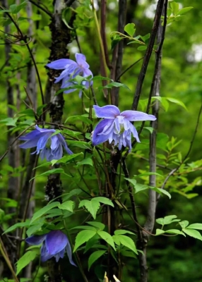 赤峰青禾旅行社地址電話號碼-第1張圖片