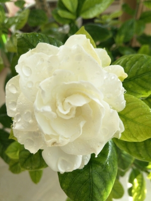 赤峰紅山區(qū)手工花束店電話號(hào)碼-第1張圖片