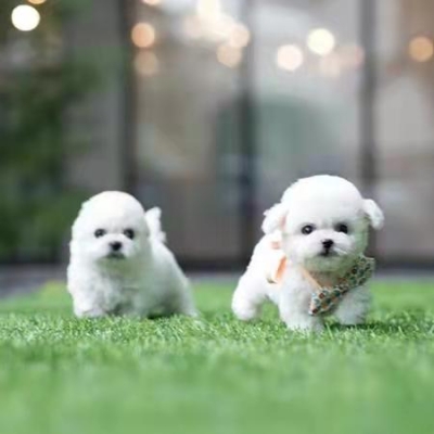 赤峰比熊基地地址電話號碼查詢-第1張圖片